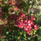 Ne’er cast a clout till May be out!