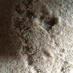 Carpet Moth update