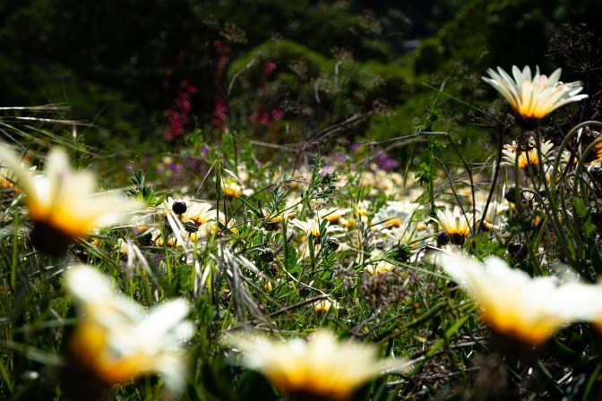 05475DA0-BB82-4097-A713-425506C7833E