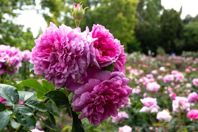 A90AC969-76C2-4CEE-9BBD-7EB1D95DD22E