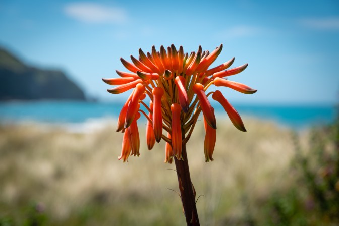 C22DA9CA-B872-4D12-9FB9-59000DC9B9C4