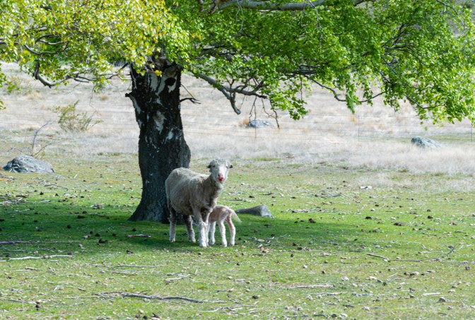 F00E9729-FCA5-456D-8547-9E58FB05F009