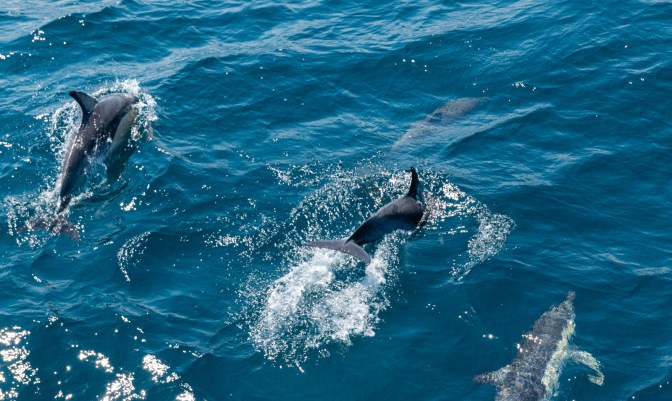 556F1ECC-FCD1-4D9C-B461-79F46A4D8823