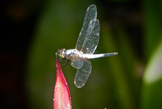 52BB47A1-A2A4-473F-AF66-4DF879798687