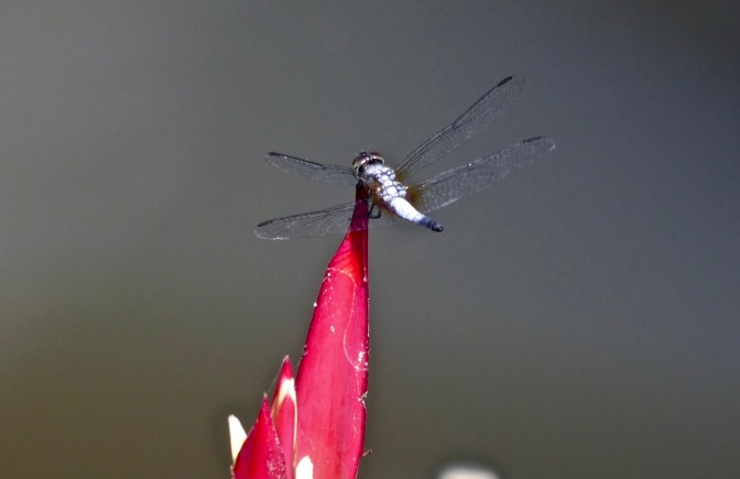 90D1103B-0496-4F34-BDDD-4810E0C06C27