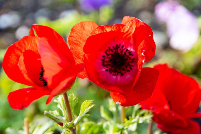 AB8BB2DD-06ED-4AA3-87EC-92598AC27848