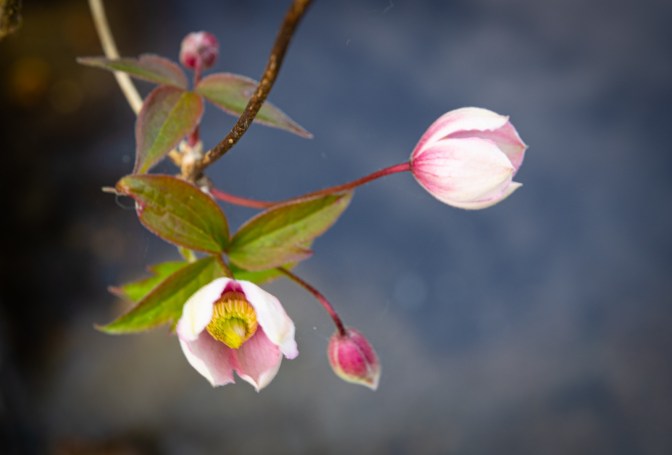 27AA3884-DCFA-4BD4-AD8A-58492AA58385