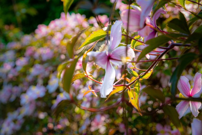 8BA064B9-76D5-4278-BF2D-D4F2C0AF9568