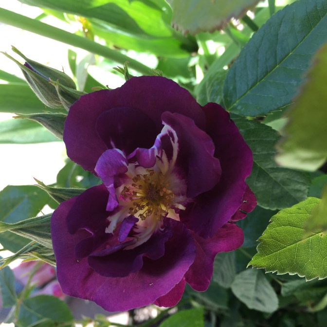 498EE074-FF4A-4AA3-9DA4-0298CBFFD20E