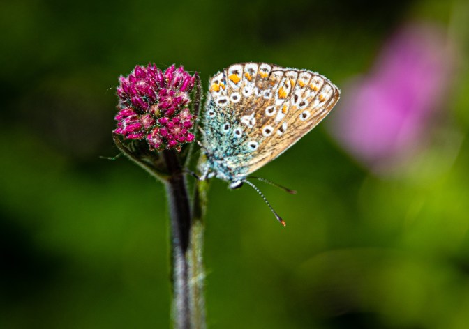 5817B24F-A519-41A0-B53D-BB318163769F