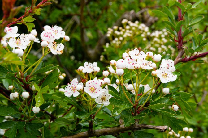 5A1A064A-C51D-4E6E-AD07-35D671ECF19B