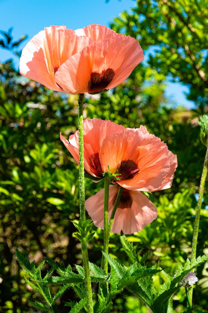 A24ADB86-FAA2-4546-88CD-4436E2C1482B