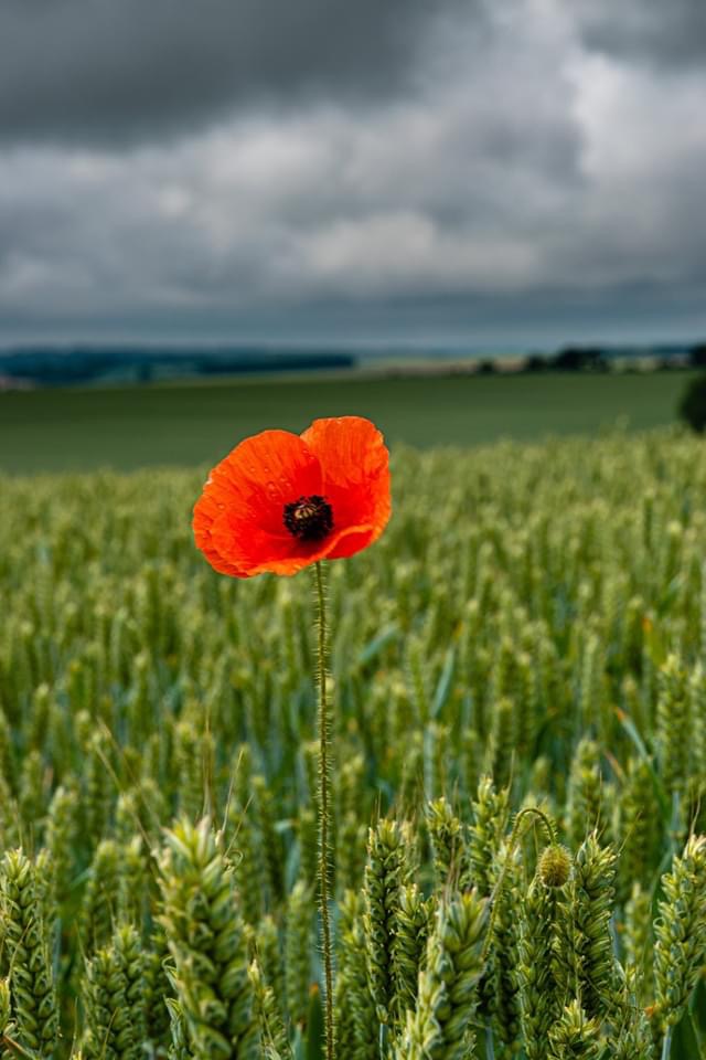 BED1ED8F-83A9-45F7-ACF9-74276AE8DC0F